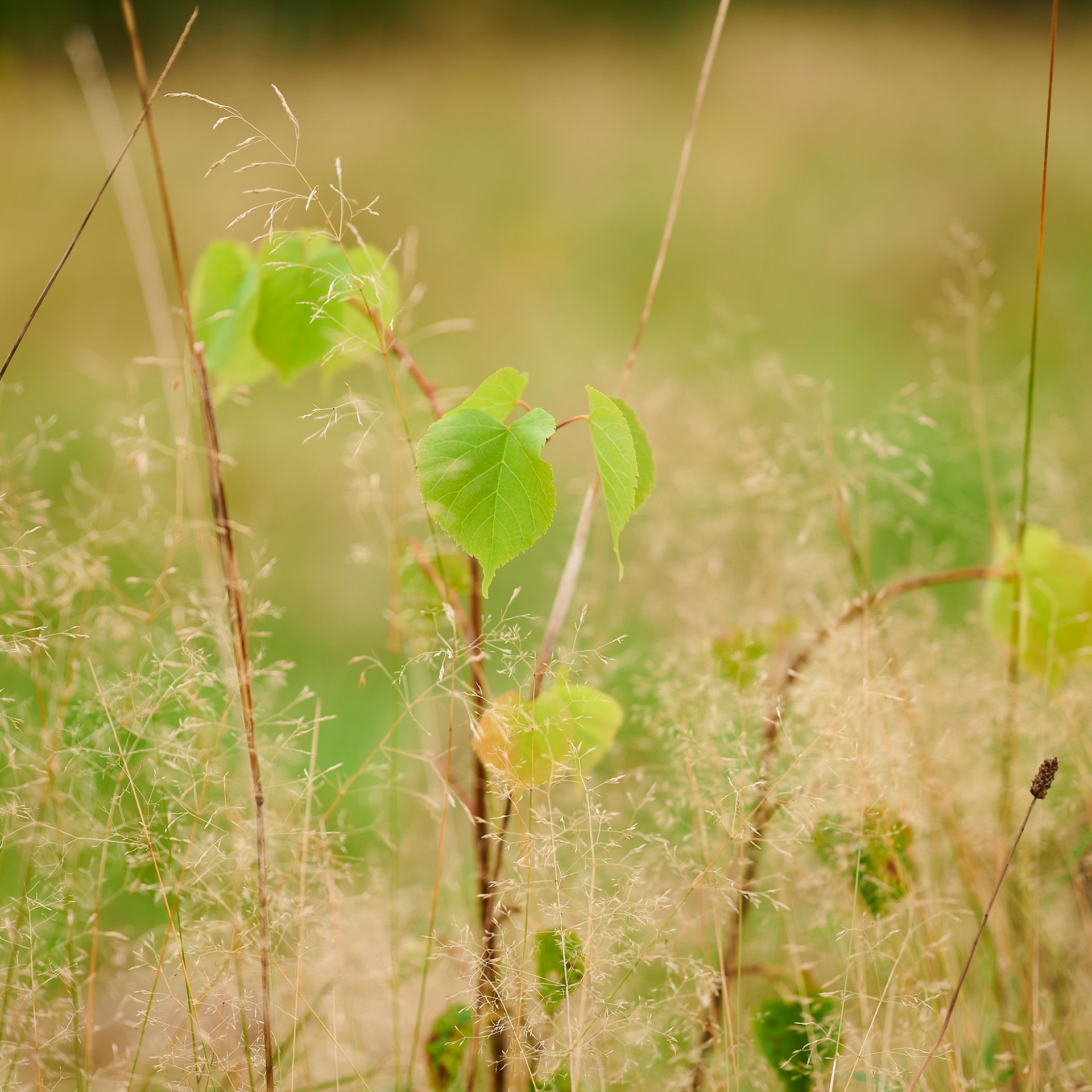 Klimaschutz im sächsischen Lauenstein